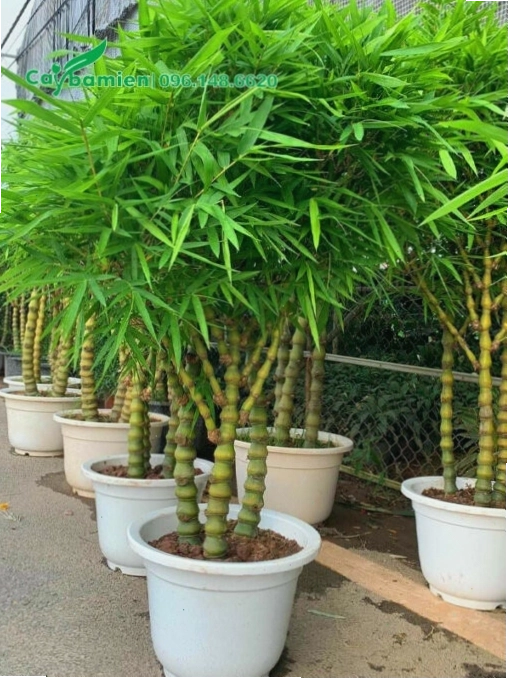 Trúc Quan Âm trồng chậu cao 80 - 100cm