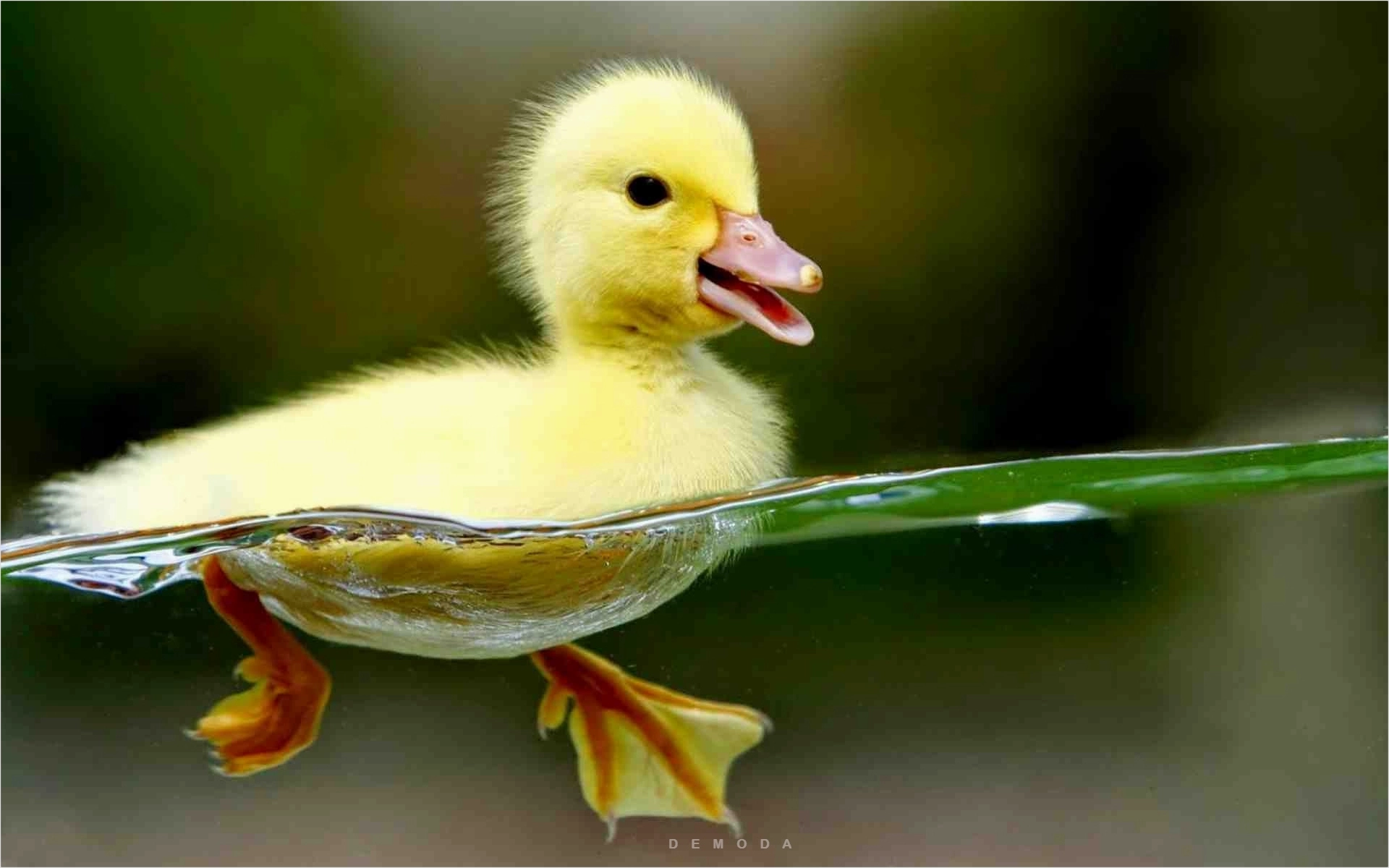 Tuyển Tập 134+ Avatar Vịt Cute: Biến Profile Trở Nên Đáng Yêu