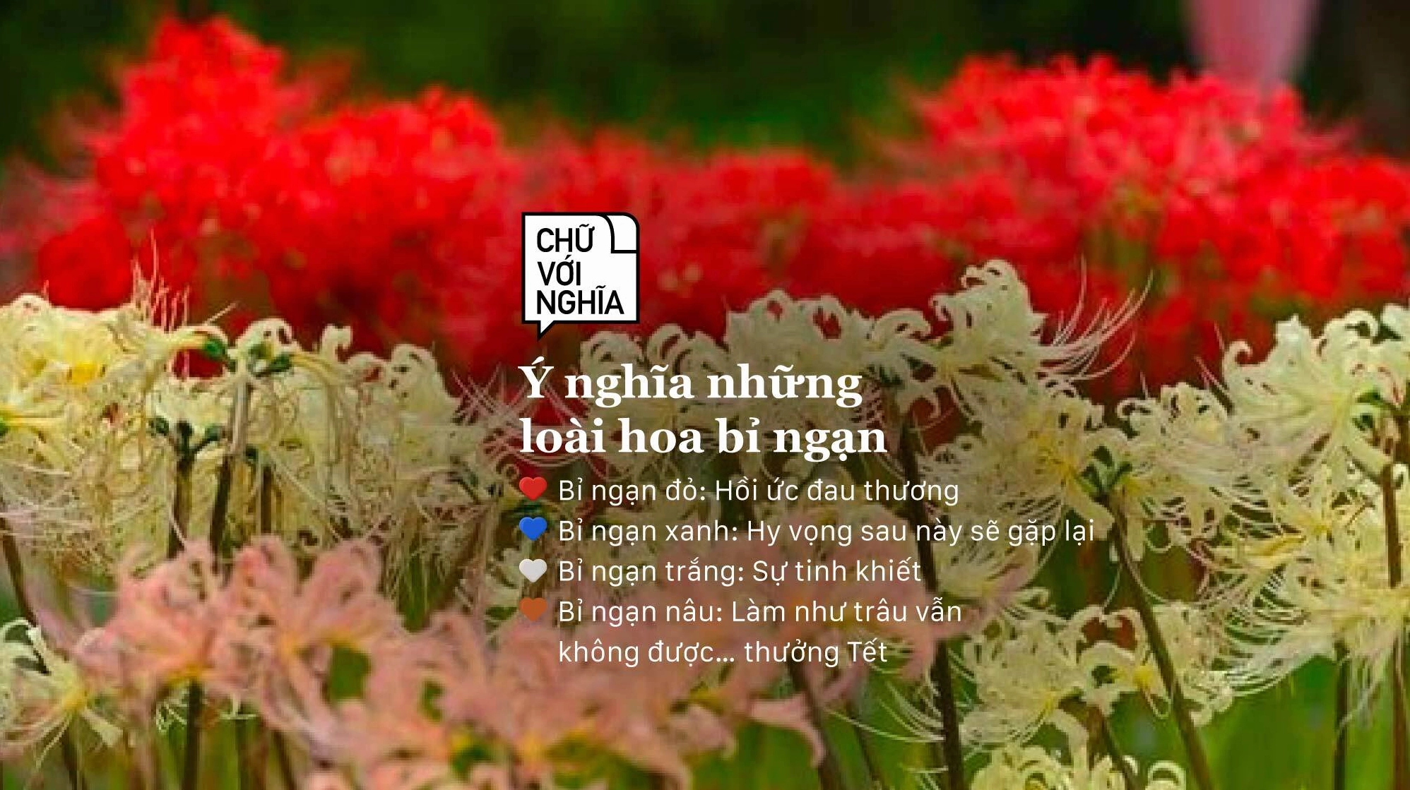 Ý nghĩa hoa bỉ ngạn đỏ và những câu chuyện huyền bí