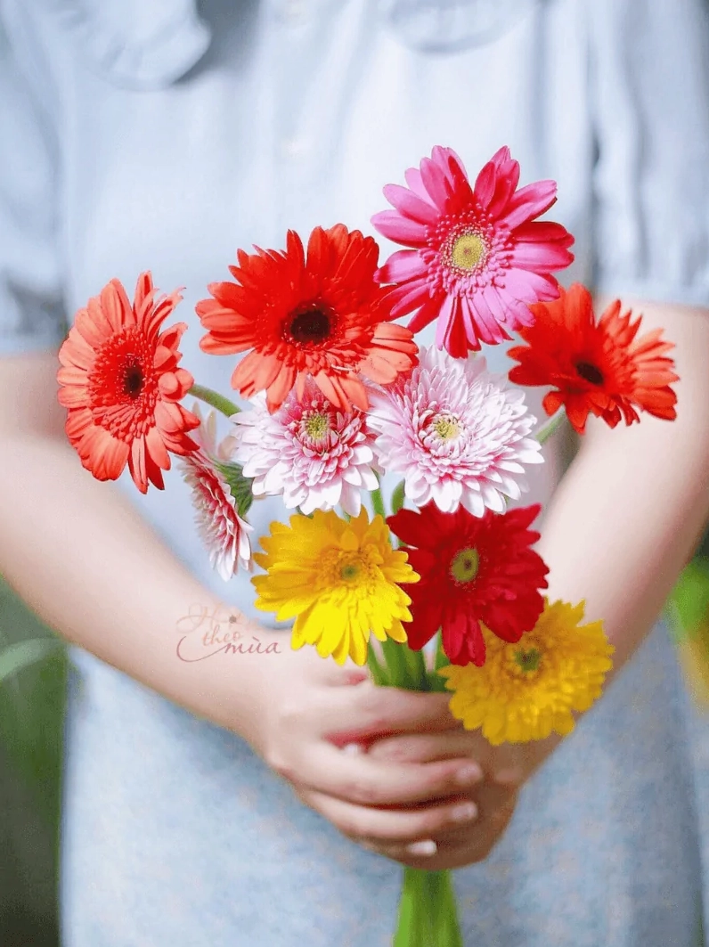 Ý nghĩa hoa đồng tiền: Biểu tượng may mắn và tài lộc ngày Tết
