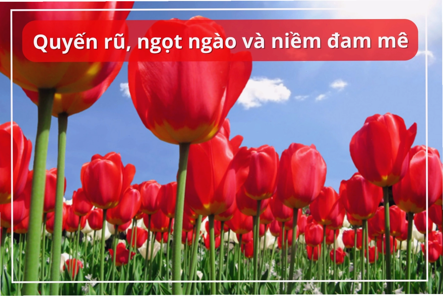 Ý nghĩa hoa tulip đỏ là tình yêu nồng cháy