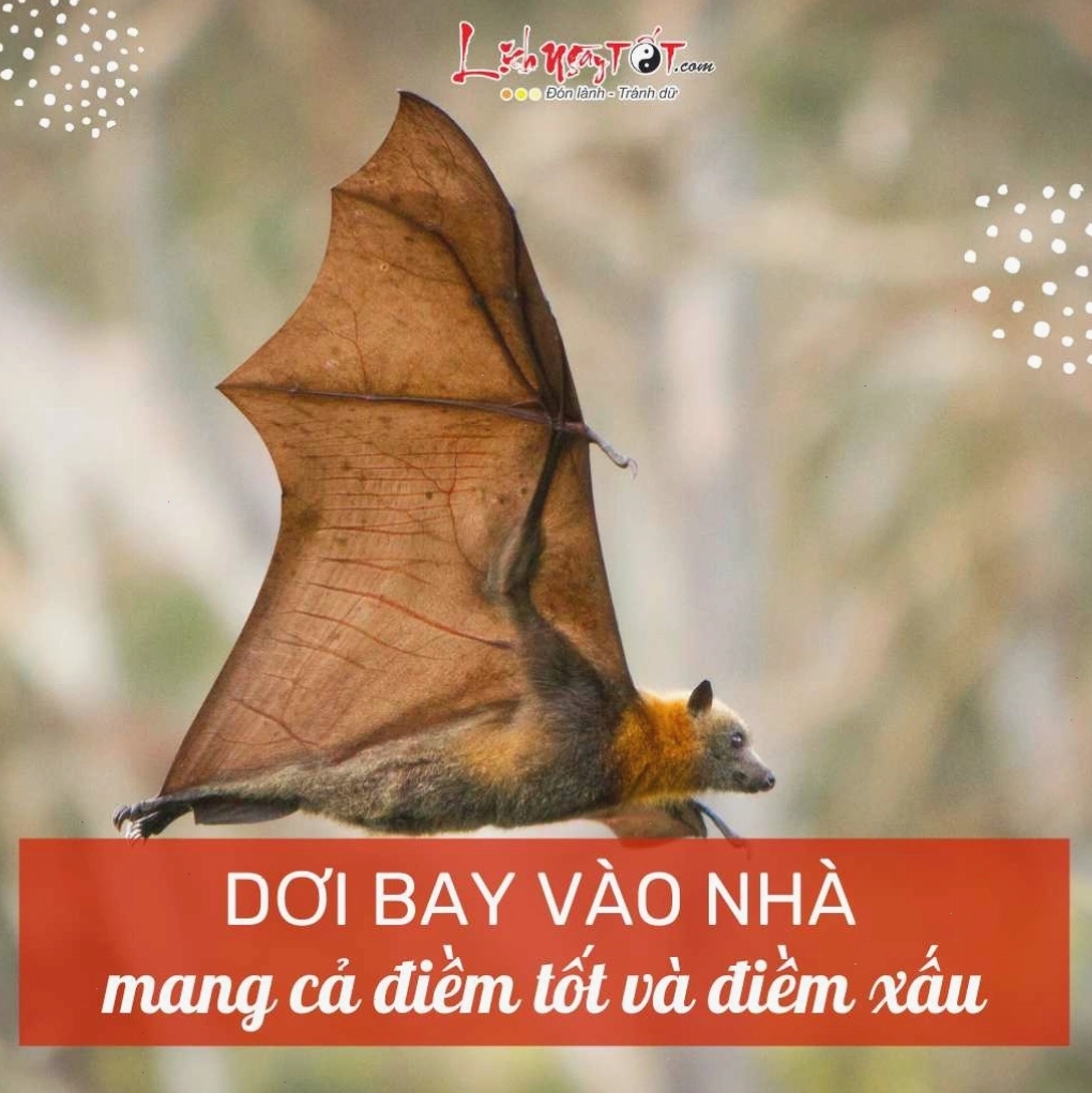 Ý nghĩa khi con dơi bay vào nhà