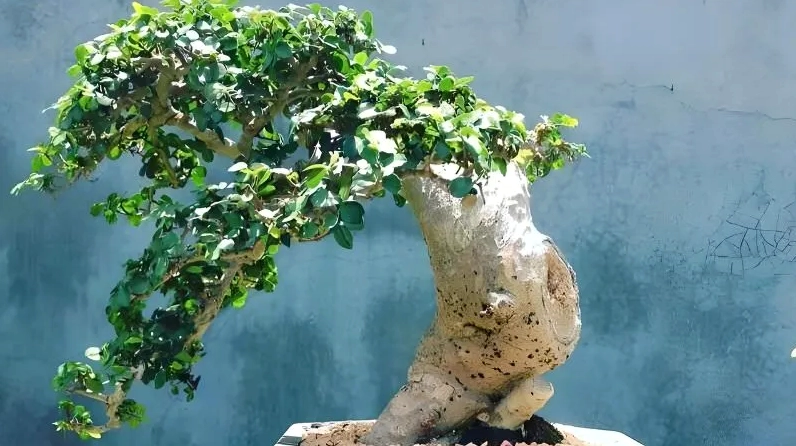 Ý nghĩa phong thủy cây duối cảnh và cách bài trí hợp phong thủy