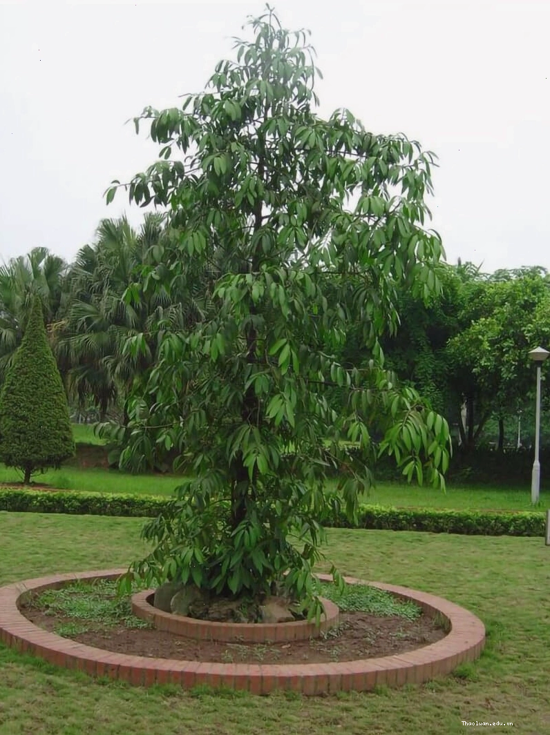 Ý nghĩa phong thủy cây kim giao mang lại tài lộc và may mắn