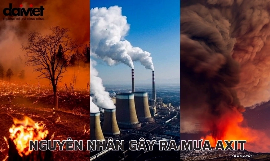 Nguyên nhân gây ra mưa axit ảnh hưởng đến rừng