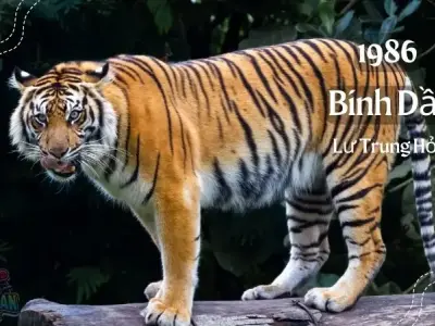 Sinh năm 1986 mệnh gì? bí quyết phát tài cho tuổi Bính Dần
