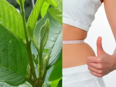 Cách uống lá ổi giảm cân có thực sự hiệu quả?