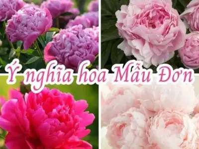 Hé lộ vẻ đẹp và ý nghĩa của hoa Mẫu Đơn
