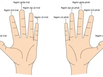 Ý nghĩa các ngón tay đeo nhẫn cho nữ và nam chính xác nhất 