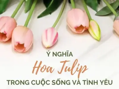 Ý nghĩa đặc biệt mà chỉ hoa Tulip mới có