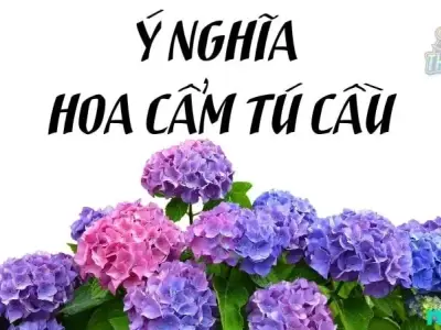 Ý nghĩa hoa Cẩm Tú Cầu là gì? Cách nhìn từ phong thủy