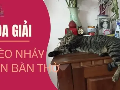 Vật phẩm phong thủy hóa giải mèo nhảy lên bàn thờ ngồi 