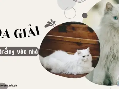 Mèo trắng vào nhà - Điềm báo tâm linh và cách hóa giải hiệu quả