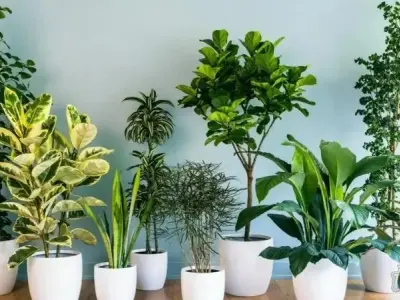 Cây phong thủy nào hợp với bạn? Hướng dẫn chọn cây theo mệnh
