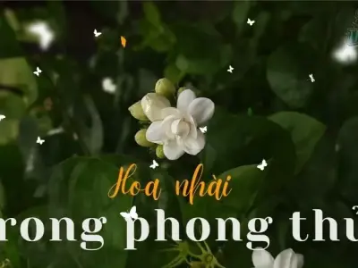 Hoa nhài hợp mệnh gì? Lưu ý quan trọng để thu hút tài lộc, bình an% %sitename%