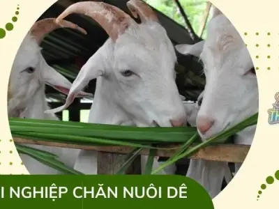 Khởi nghiệp với mô hình chăn nuôi dê - Bí quyết từ "ông vua" chăn nuôi