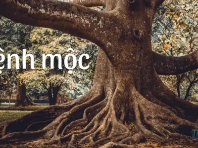 Mệnh Mộc - Bí quyết phong thủy thu hút tài lộc, may mắn