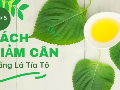 5 Cách giảm cân bằng lá tía tô hiệu quả bạn nên thử ngay