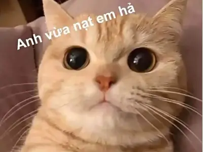 Top 50+ meme cute dễ thương khiến bạn cười thả ga