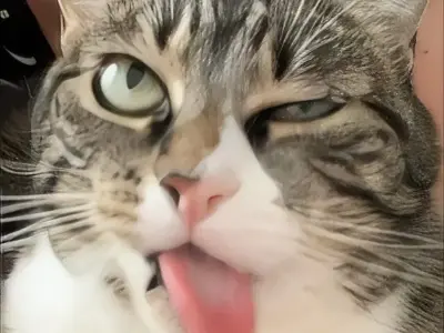 Bộ sưu tập meme hài hước đỉnh cao khiến bạn cười bể bụng