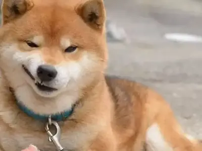 Khám phá meme dog đầy thú vị và hài hước không thể bỏ qua