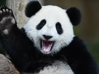 Meme gấu trúc đáng yêu vừa hài hước vừa siêu cute