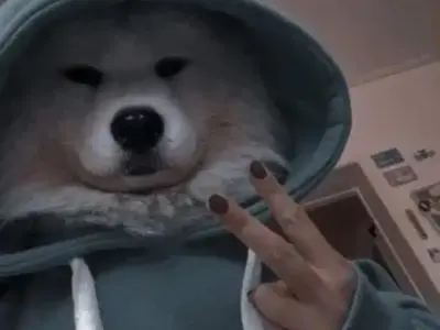 Những meme chó hài hước khiến bạn không thể ngừng cười