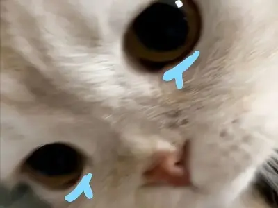 Cười té ghế với meme mèo siêu đáng yêu và hài hước