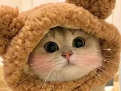 Tổng hợp những avatar mèo con siêu dễ thương và hấp dẫn