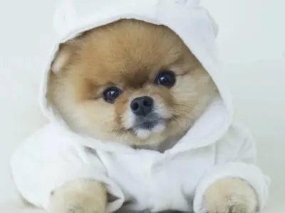 Tải ngay avatar chó đẹp cute chất lượng cao miễn phí