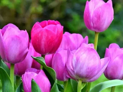 Bộ sưu tập avatar hoa rực rỡ đầy màu sắc dành cho bạn