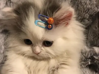 Tải ngay avatar cute hài hước đáng yêu cho trang cá nhân