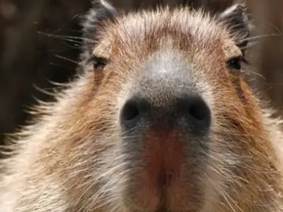Những capybara meme hài hước khiến bạn không thể nhịn cười