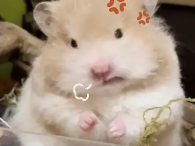 Cười thả ga với những hamster meme ngộ nghĩnh nhất