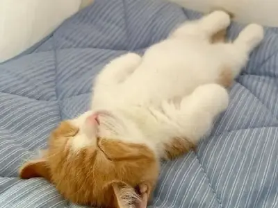 Khám phá những meme đi ngủ hài hước để giải tỏa căng thẳng