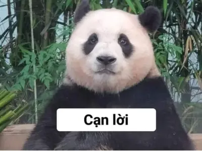 Khám phá những meme gấu vui nhộn gây bão mạng xã hội