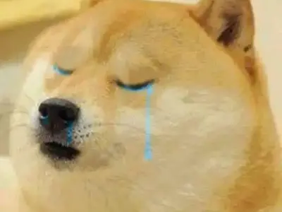 Top shiba meme hài hước khiến bạn cười không ngớt