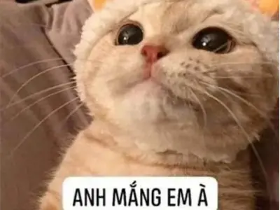 Tổng hợp meme đáng yêu khiến bạn tan chảy vì quá dễ thương