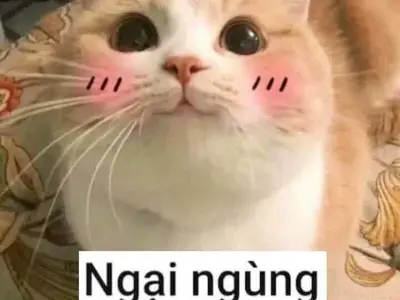 Khám phá những meme ngại vừa hài hước vừa đầy cảm xúc