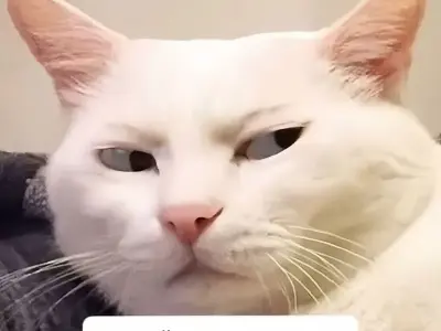 50+ xin lỗi meme hài hước khiến ai cũng phải bật cười