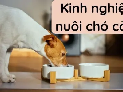Kinh nghiệm nuôi chó cảnh để tránh bệnh thường gặp