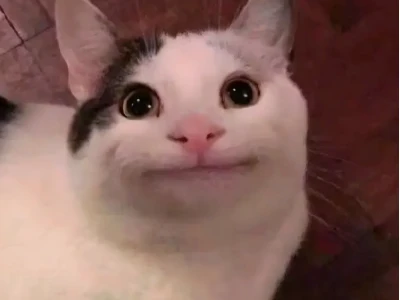 BST Avatar Meme Mèo Bựa Hài Hước, Biểu Cảm 'Khó Đỡ'