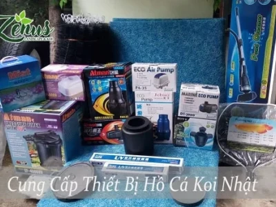 Cẩm nang lựa chọn thiết bị hồ cá chuyên sâu cho bể biển và hồ Koi