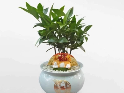 Cây Kim Giao Phong Thủy: Ý Nghĩa, Đặc Điểm và Cách Chăm Sóc