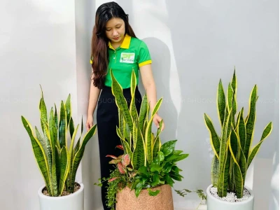 Cây Lưỡi Hổ Trong Phong Thủy: Ý Nghĩa, Tác Dụng Và Lưu Ý Khi Trồng