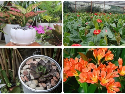 Cây Phong Thủy Hợp Mệnh Thổ: Lựa Chọn Vượng Khí Cho Gia Chủ