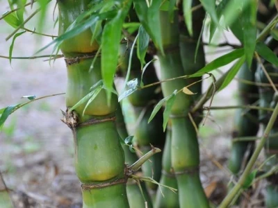Cây Trúc Quan Âm Phong Thủy: Ý Nghĩa, Cách Chăm Sóc và Vị Trí Đặt Chuẩn Giới Chuyên Gia