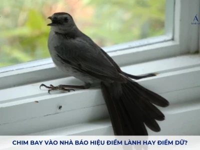 Chim bay vào nhà có ý nghĩa gì? Giải mã điềm lành hay dữ