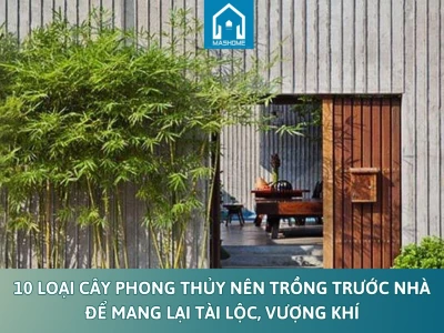 Chọn Cây Phong Thủy Trước Nhà Theo Tuổi Mang Lại Tài Lộc Vượng Khí
