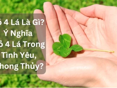 Cỏ Bốn Lá: Ý Nghĩa Sâu Sắc Trong Tình Yêu, Cuộc Sống và Phong Thủy